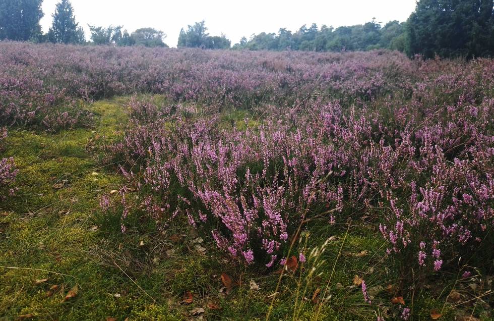 Lüneburger Heide 2023 September.jpg Lüneburger Heide 2023 September.jpg
